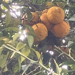 🍊樹齢100年以上の柚子🍊の画像