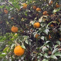 🍊樹齢100年以上の柚子🍊の画像