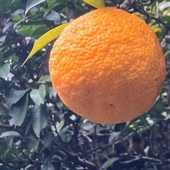 🍊樹齢100年以上の柚子🍊の画像