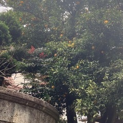 🍊樹齢100年以上の柚子🍊の画像