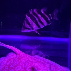 アルビノクロコダイルスティングレーの画像