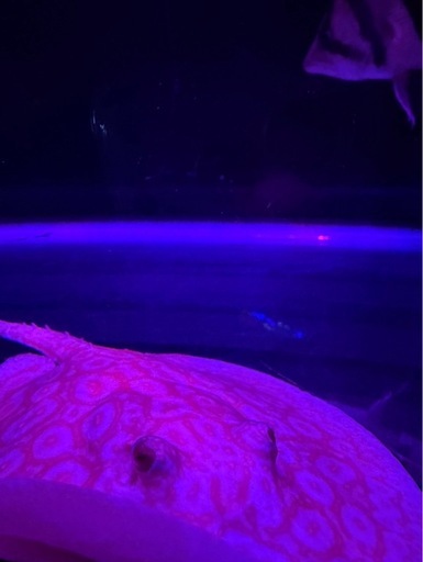 アルビノクロコダイルスティングレー