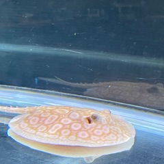 アルビノクロコダイルスティングレーの画像