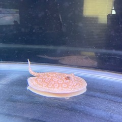 アルビノクロコダイルスティングレーの画像