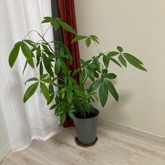 パキラ　観葉植物の画像