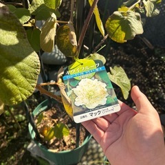 イエローキウイ　オス木　マックの画像