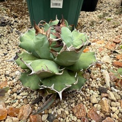 アガベ•チタノタ姫厳龍（親株）の画像