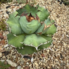 アガベ•チタノタ姫厳龍（親株）の画像