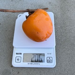 渋柿　エボ柿　一個の値段の画像