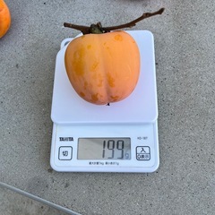 渋柿　エボ柿　一個の値段の画像