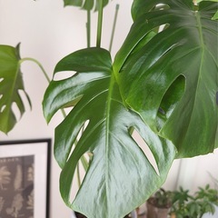 モンステラ🪴の画像
