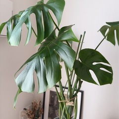 モンステラ🪴の画像