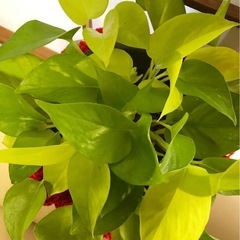 ポトス 中型 赤と白のストライプ鉢の画像