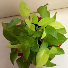 ポトス 中型 赤と白のストライプ鉢の画像