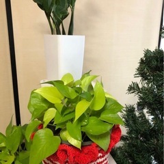 ポトス 中型 赤と白のストライプ鉢の画像