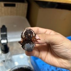 ヘラクレスヘラクレス　幼虫　2匹セット
の画像