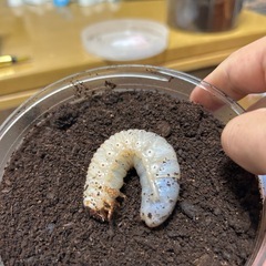 ヘラクレスヘラクレス　幼虫　2匹セット
の画像