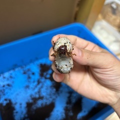 ヘラクレスヘラクレス　幼虫　2匹セット
の画像