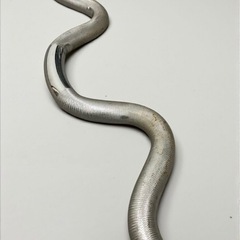 バーベル EZバー Wバー シャフト 約115cm バーベルシャフト トレーニング器具 自宅保管品 中古品販売 11Dの画像