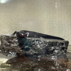 アカハライモリの画像