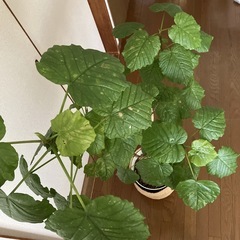 ウンベラータ　大　鉢植え　約150cm　鉢カバー付きの画像