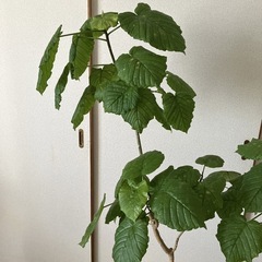 ウンベラータ　大　鉢植え　約150cm　鉢カバー付きの画像