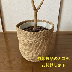 ウンベラータ　大　鉢植え　約150cm　鉢カバー付きの画像