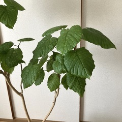 ウンベラータ　大　鉢植え　約150cm　鉢カバー付きの画像