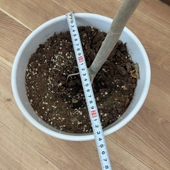 観葉植物　ウンベラータ　2000円の画像