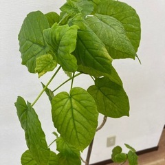 観葉植物　ウンベラータ　2000円の画像