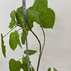 観葉植物　ウンベラータ　2000円の画像