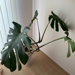 大型　モンステラ　観葉植物の画像