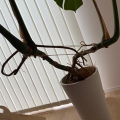 大型　モンステラ　観葉植物の画像