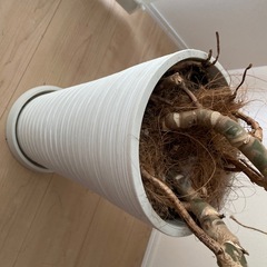 大型　モンステラ　観葉植物の画像