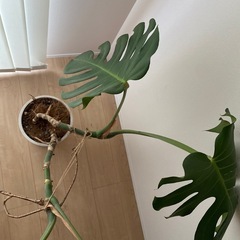 大型　モンステラ　観葉植物の画像