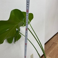 観葉植物　モンステラ　　1500円の画像