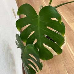 観葉植物　モンステラ　　1500円の画像
