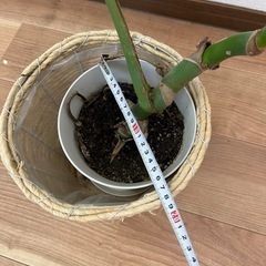 観葉植物　モンステラ　　1500円の画像