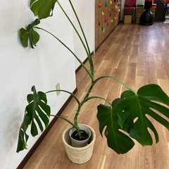 観葉植物　モンステラ　　1500円の画像