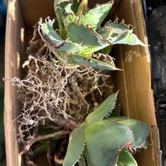 アガベ オテロイ チタノタセットで差し上げますの画像