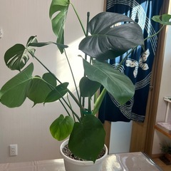 モンステラの画像