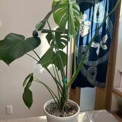 モンステラの画像