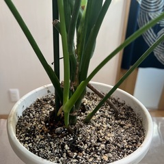 モンステラの画像