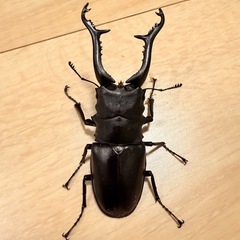 ギラファノコギリクワガタ♂単体104㍉　　の画像