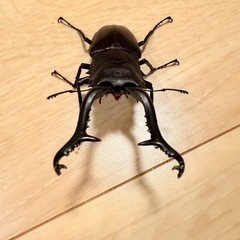 ギラファノコギリクワガタ♂単体104㍉　　の画像