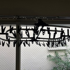 【受け渡し予定者決定済み】折りたたみ洗濯バサミの画像