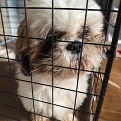 シーズーの男の子と女の子