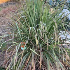 フレッシュレモングラス（奈良産）の画像