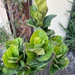 観葉植物　フィカス・バンビーノ　高さ１６０センチの画像