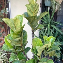 観葉植物　フィカス・バンビーノ　高さ１６０センチの画像